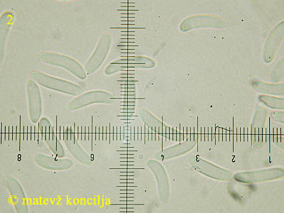Encoelia fascicularis - trosi