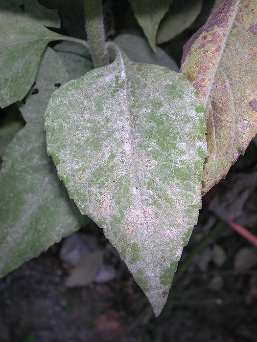 Erysiphe cichoracearum on Helianthus tuberosus