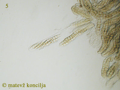 Rhopographus filicinus - Asci