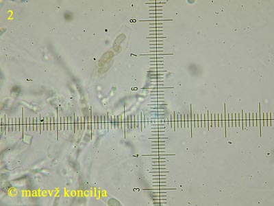 Eutypa flavovirens - ask