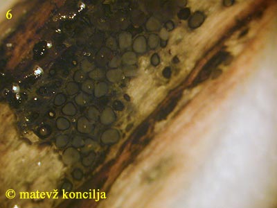 Eutypa flavovirens - periteciji