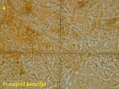 Eutypa flavovirens - trosi