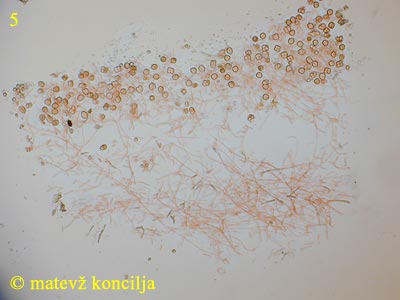 Tremella foliacea - Schnittfläche