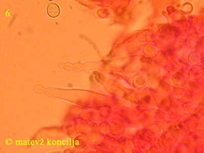 Dentipellis fragilis - Gloeozystiden