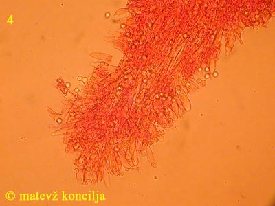 Dentipellis fragilis - Hymenium