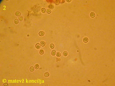 Dentipellis fragilis - Sporen