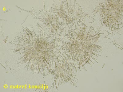 Nectria fuckeliana - aski