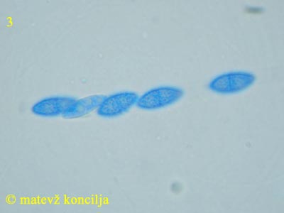 Nectria fuckeliana - trosi