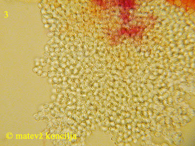 Clitopilus geminus - Sporen
