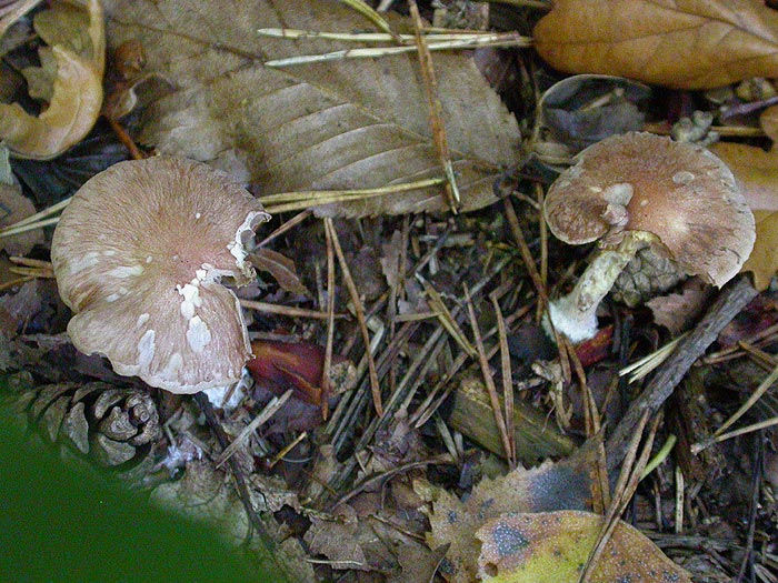 Gymnopus peronatus - Brennender Rübling