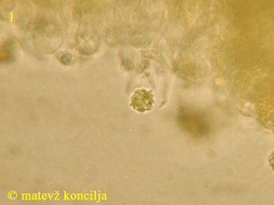 Clavulinopsis helvola - Spore