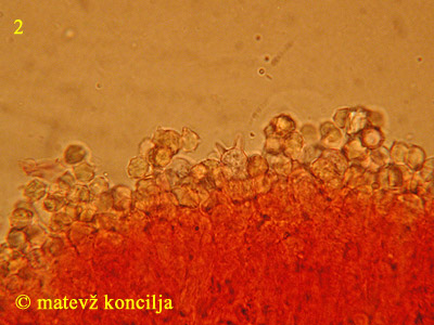 Clavulinopsis helvola - Sporen
