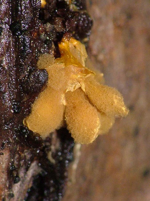 hemitrichia calyculata