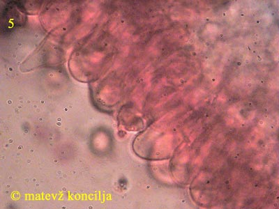 cortinarius hinnuleus - marginalne celice
