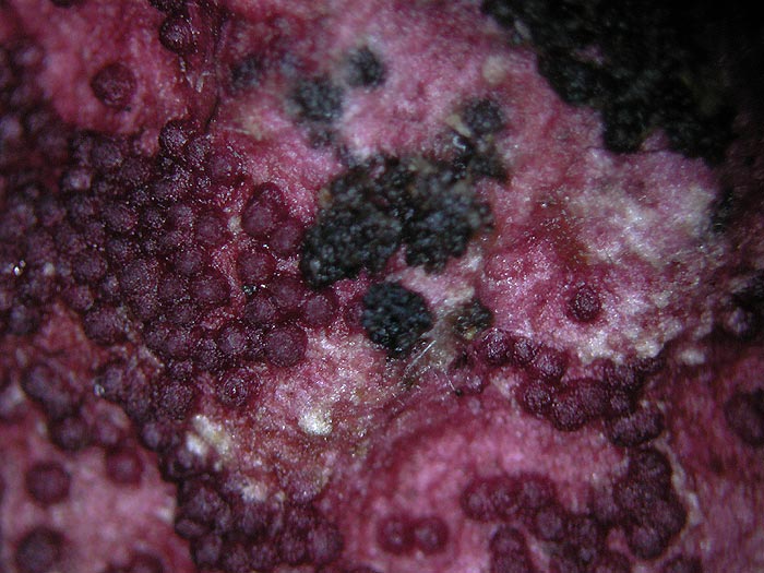 Hypomyces rosellus