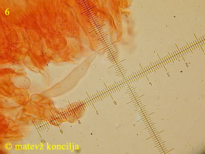 Cylindrobasidium laeve - Leptozystide