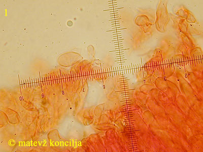 Cylindrobasidium laeve - Spore