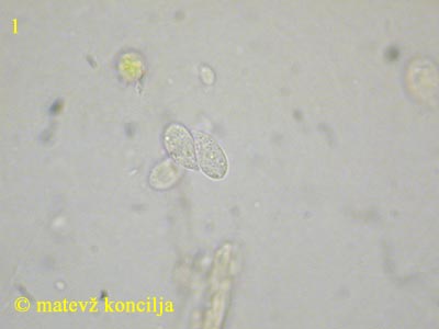 Cylindrobasidium laeve - Sporen