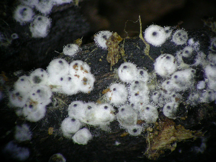 Lasiosphaeria ovina - Eiförmiger Kohlenkugelpilz
