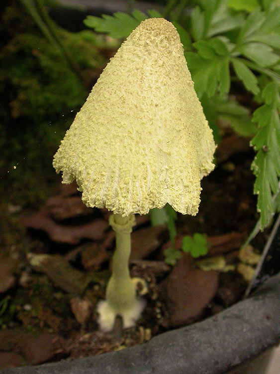 Leucocoprinus birnbaumii - Gelber Faltenschirmling
