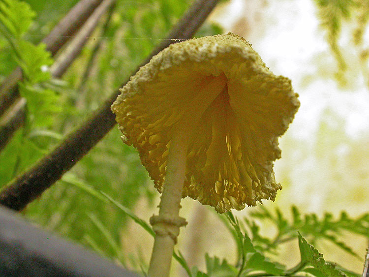 Leucocoprinus birnbaumii - Gelber Faltenschirmling
