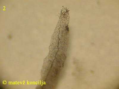 Stemonitis lignicola - Columella