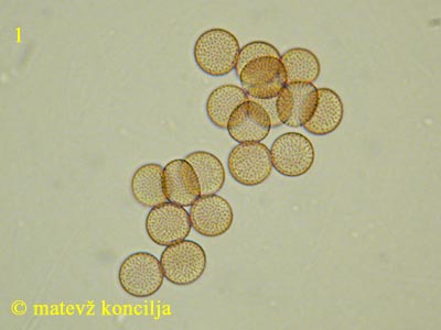 Stemonitis lignicola - Sporen