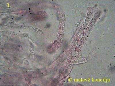 russula lilacea - primordjalne hife