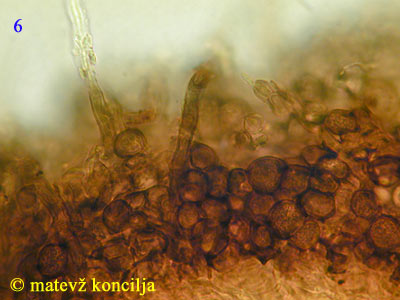 mollisia lividofusca - hife
