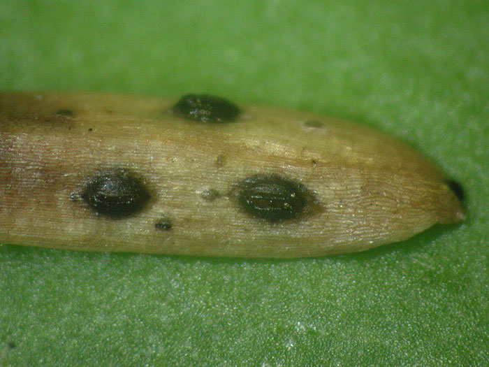 Lophodermium juniperinum