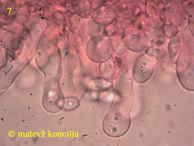 crepidotus luteolus - kajlocistide