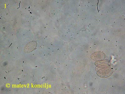 crepidotus luteolus - Sporen