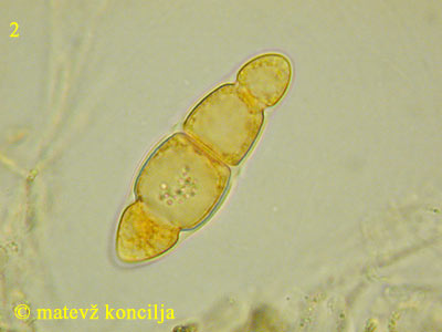 asteromassaria macrospora - nezrel tros