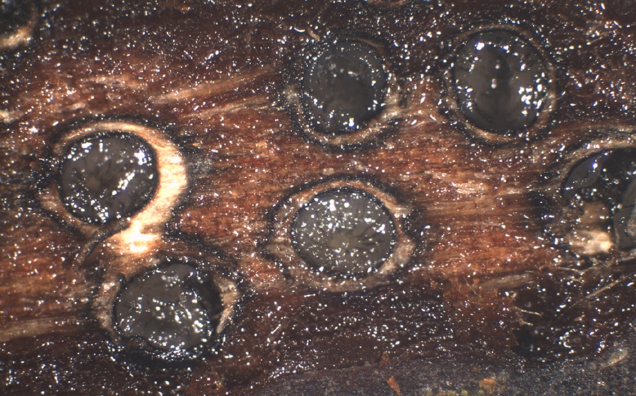 Massaria conspurcata