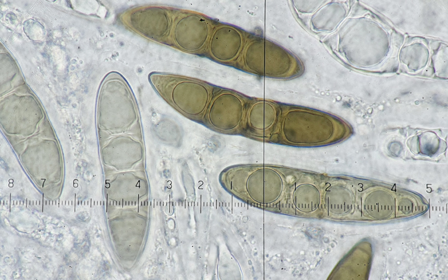 Massaria conspurcata