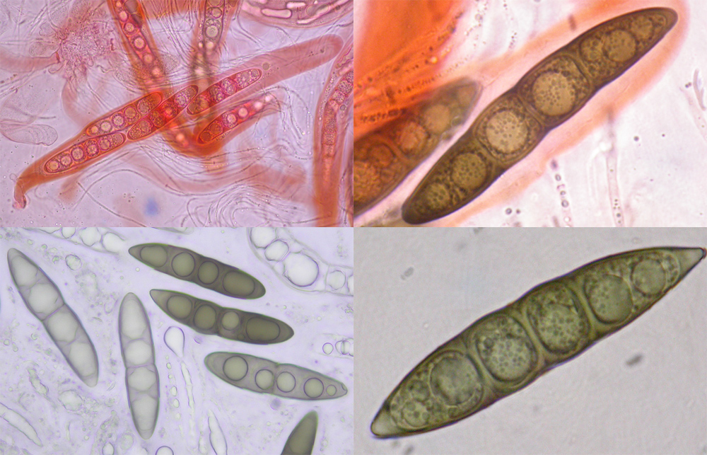 Massaria conspurcata
