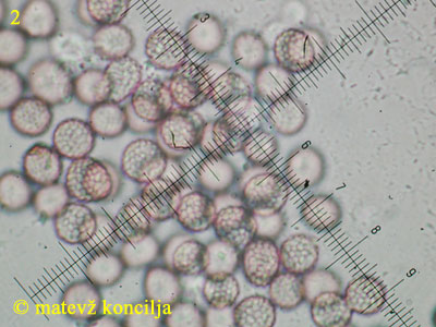 Microbotryum violaceum - trosi