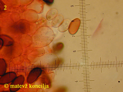 Psathyrella microrhiza - bazidij