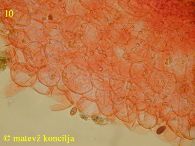 Psathyrella microrhiza - koica klobuka