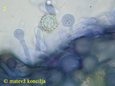 hypomyces microspermus - aleuriokonidiji