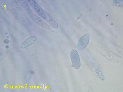 hypomyces microspermus -phialokonidiji