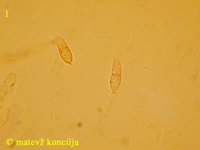 hypomyces microspermus - askospore