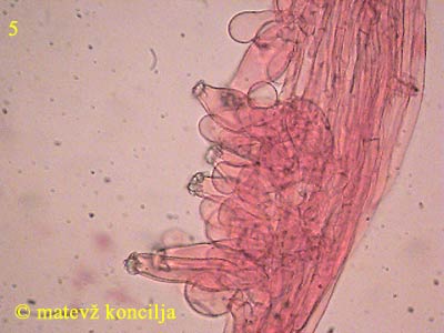 inocybe mixtilis - kaulocistide