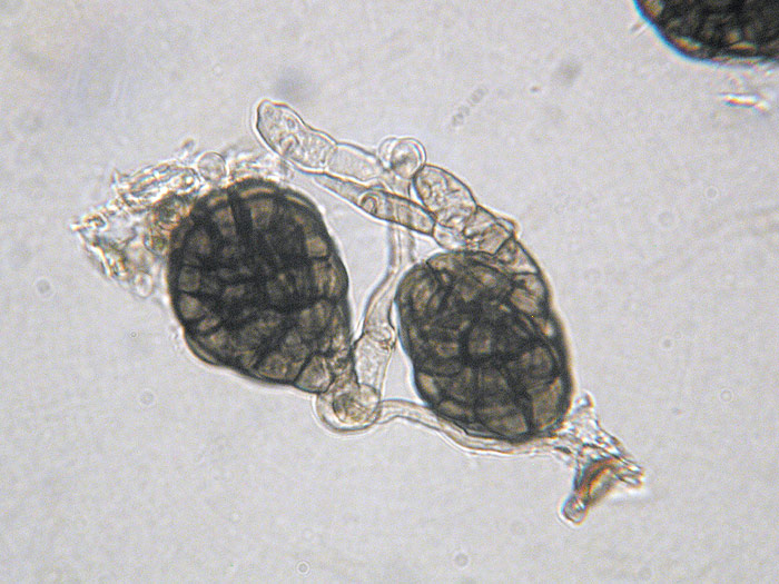 Monodictys paradoxa
