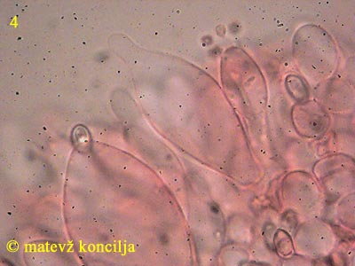 volvariella murinella - pleurocistide