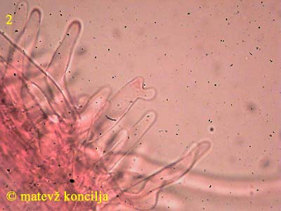 Baeospora myosura - Kaulozystiden