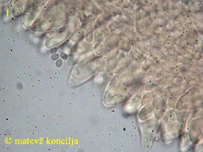 Baeospora myosura - Lamelle