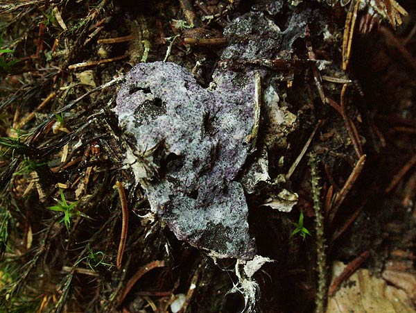 nectriopsis violacea