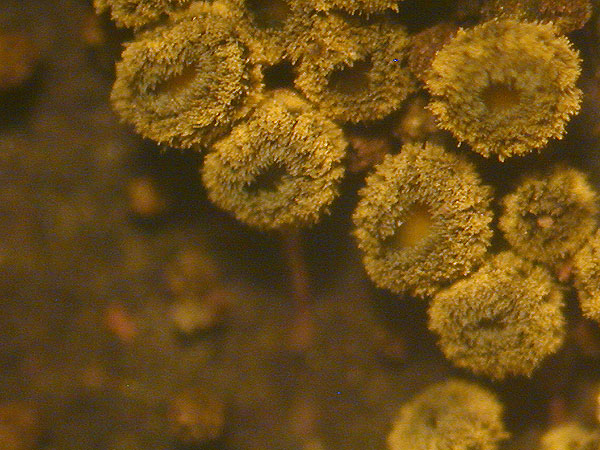 Neodasyscypha cerina
