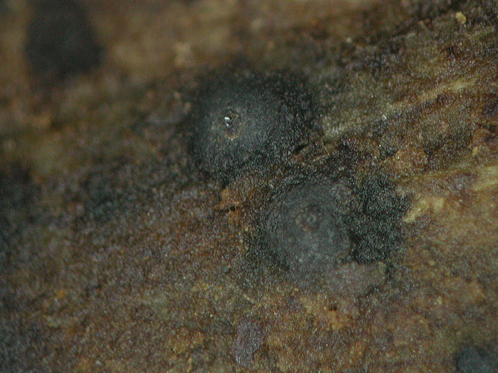 Splanchnonema loricatum